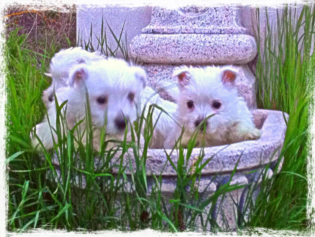 Cachorros de westie Demerino jugando en la fuente del jardín