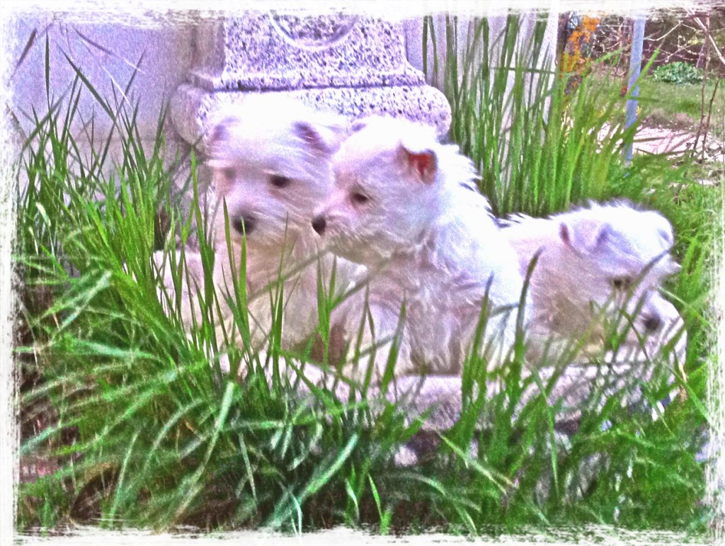 Cachorros Demerino jugando en la fuente del jardín