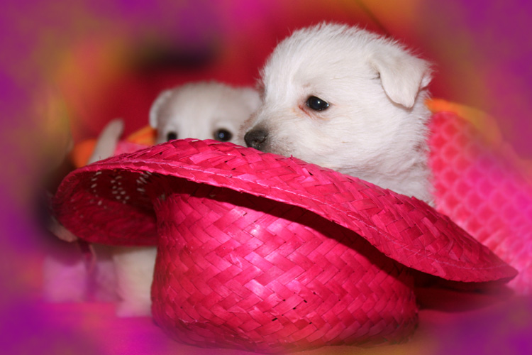20130908-cachorros-kaka-be-a-star-005. Jugando con sombrero rosa