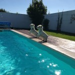 Valladolid - Westies saltando a la piscina