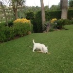 Bobby - Zippi Demerino en su jardín de Marbella jugando con una hoja