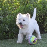 Bobby - Zippi Demerino en su jardín de Marbella jugando con la pelota