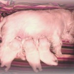Cachorros de Pequeño Saltamontes Demerino y Vera, mamando, con una semana