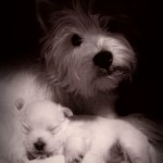 Cachorros de la camada de Pequeño Saltamontes Demerino y Vera, durmiendo con mamá