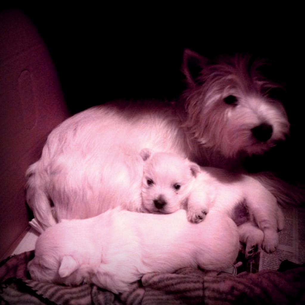 Cachorros de la camada de Pequeño Saltamontes Demerino y Vera, durmiendo con mamá