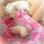 Cachorro de la camada de Pequeño Saltamontes Demerino y Vera, durmiendo con mamá