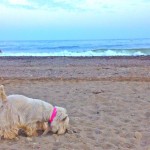 Westie Demerino buscando en la playa de Málaga