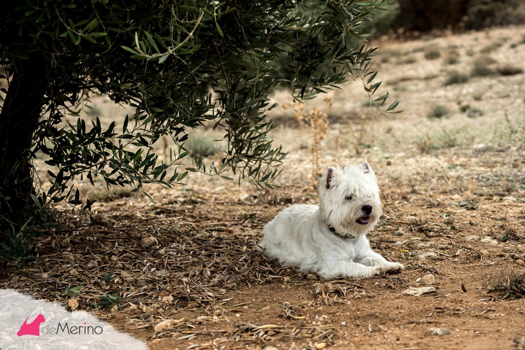 Paseo con los mejores westies: westie descansando bajo el olivo