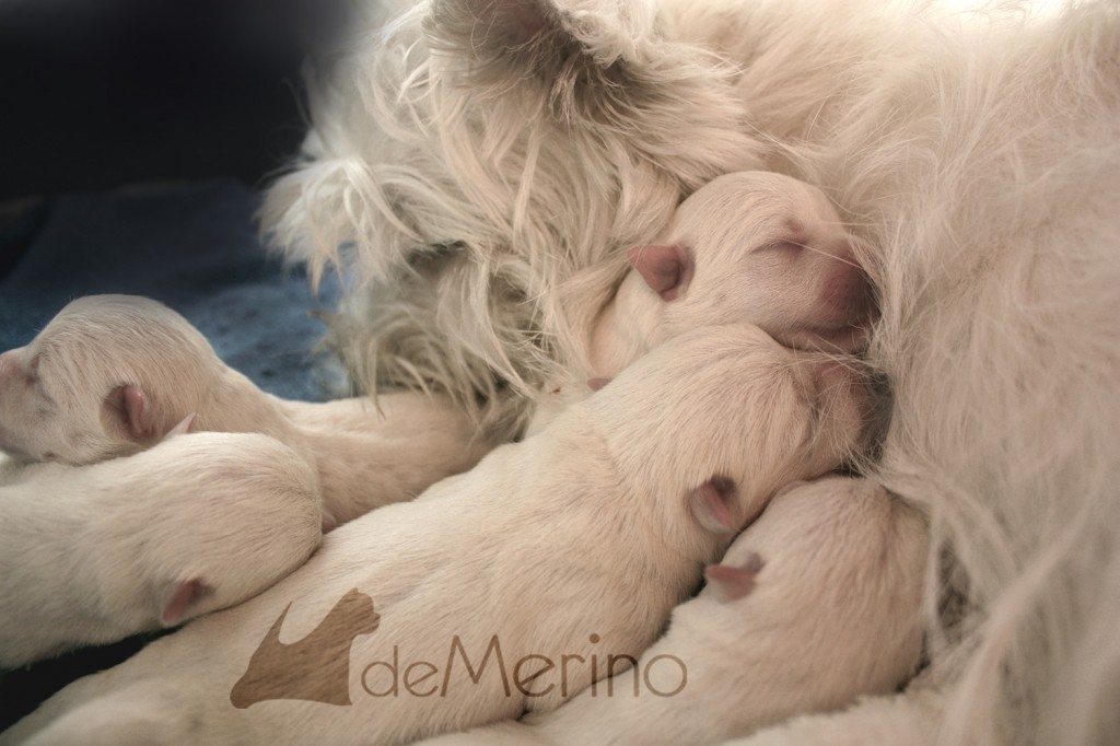 Cachorros de westie abrazados por su mamá Vhella Demerino