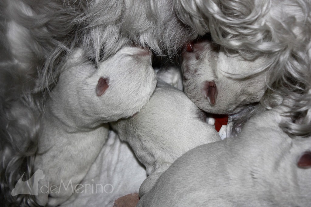 Cachorros de west highland white terrier mamando con sus hermanos de camada