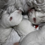 Cachorros de west highland white terrier mamando con sus hermanos de camada
