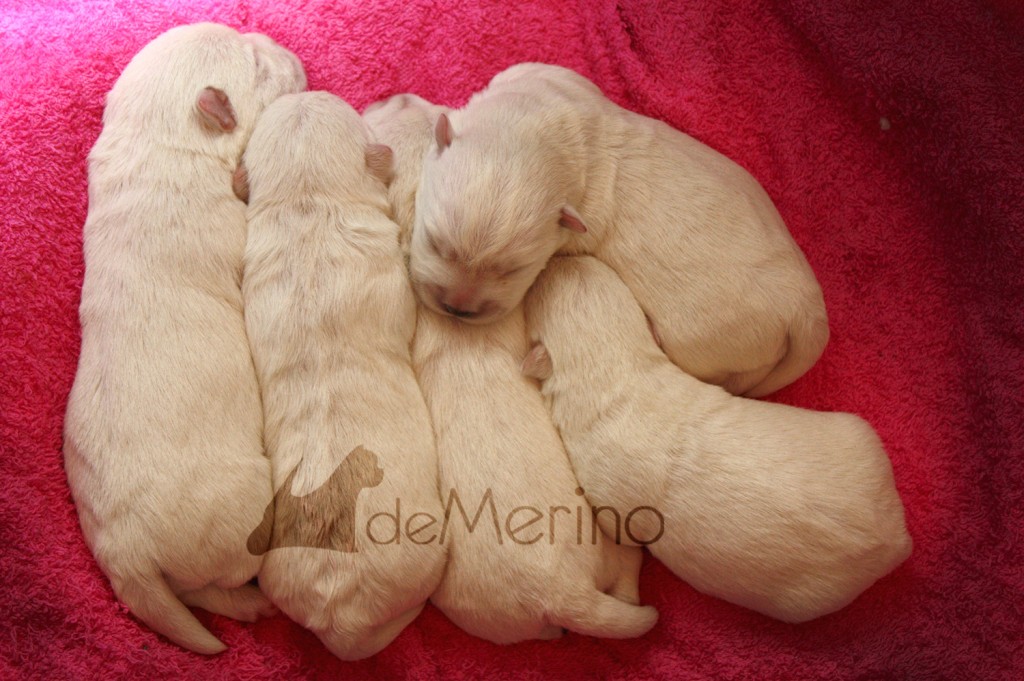 Cachorros de Vhella durmiendo con 6 días