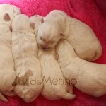 Cachorros de Vhella durmiendo con 6 días