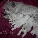 Vhella Demerino amamantando a sus cachorros de 8 días