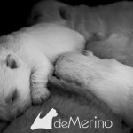 Cachorros de 10 días durmiendo
