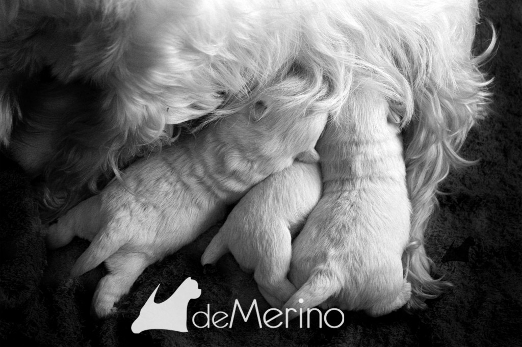 Vhella Demerino amamantando a sus cachorros con 10 días
