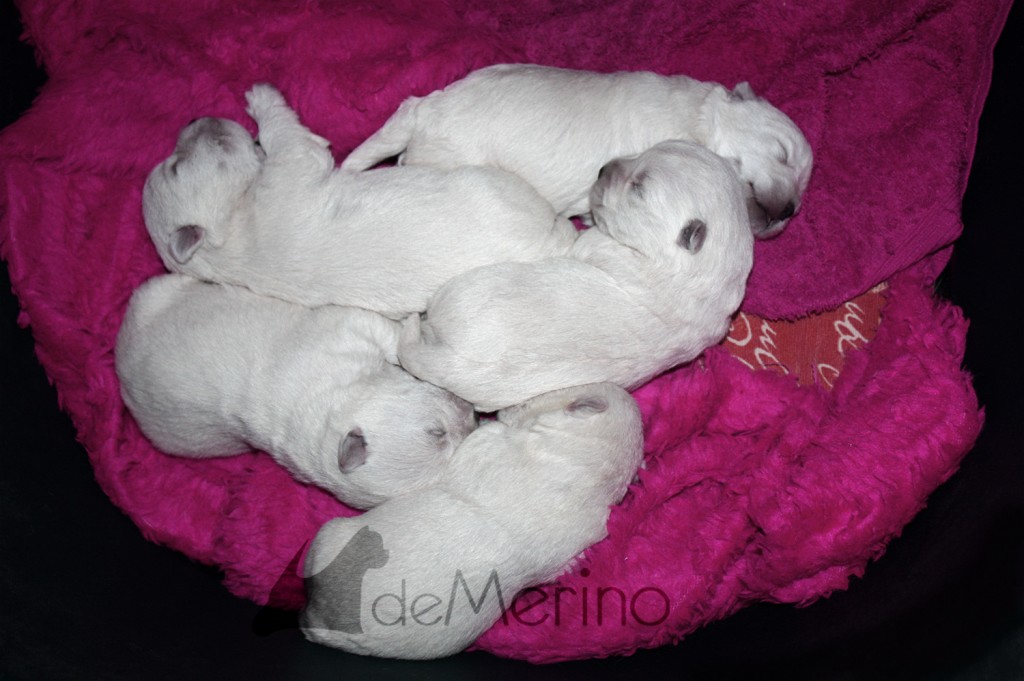 Cachorros Demerino de West Highland White Terrier con 11 días durmiendo