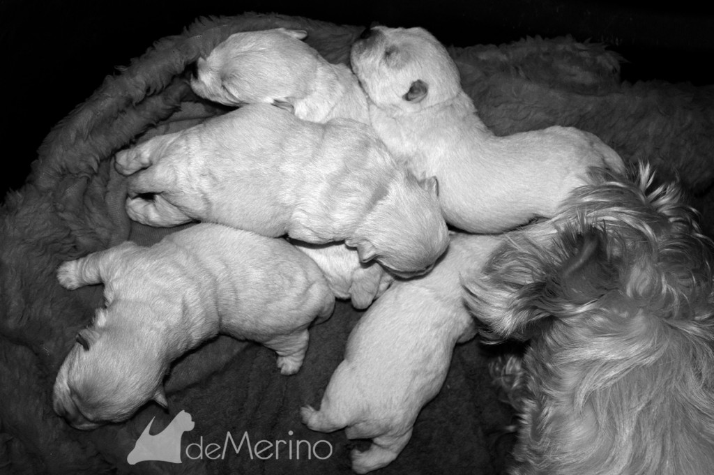 Cachorros de Vhella Demerino, westies de 12 días durmiendo