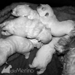 Cachorros de Vhella Demerino, westies de 12 días durmiendo