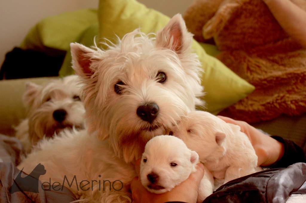 Vhella Demerino con dos cachorros de su camada, en el sofa de casa