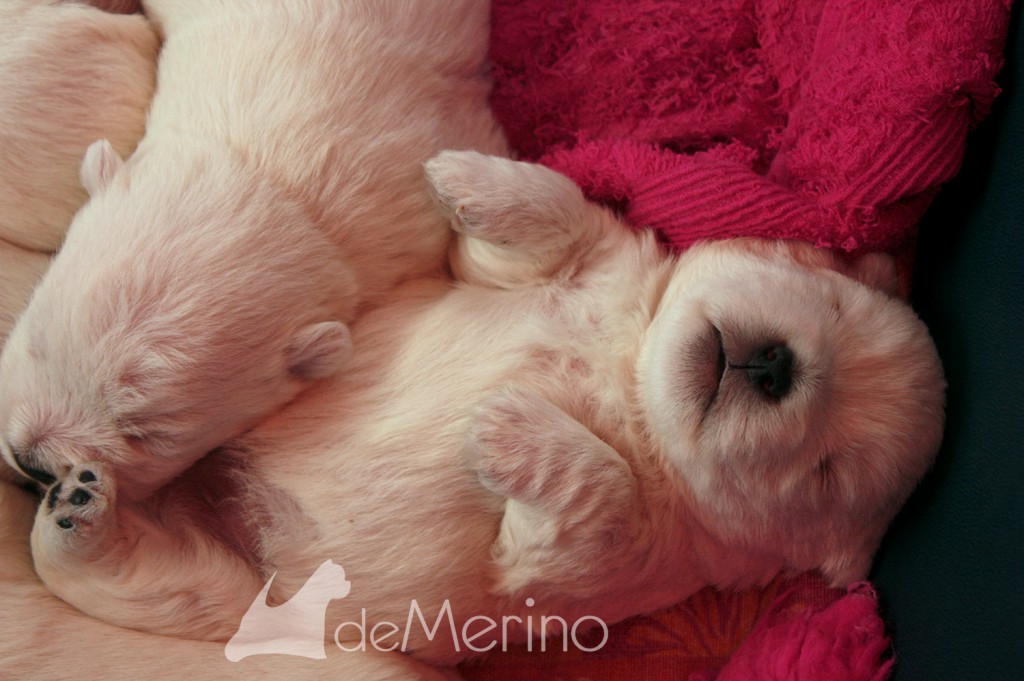 Cachorro de Vhella Demerino durmiendo plácidamente boca arriba