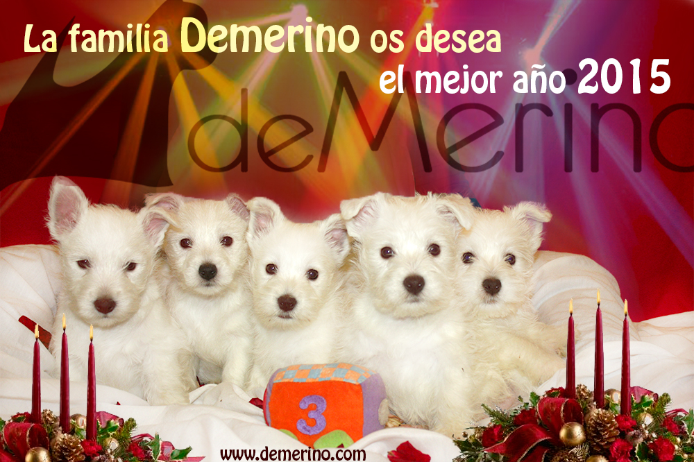 La familia Demerino os desea el mejor año 2015. Imagen con 5 cachorros de la camada de Vhella Demerino