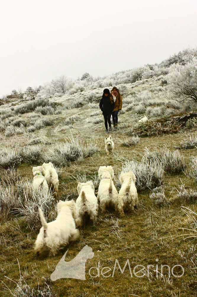 Paseo de westies Demerino y amigos por la sierra de Segovia, por la nieve