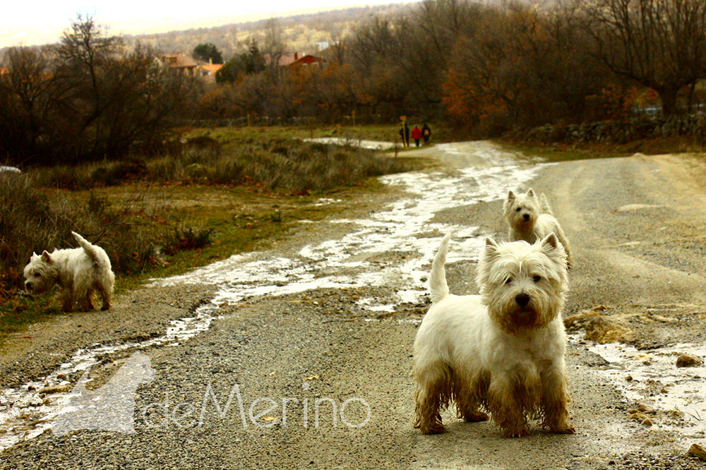 Paseo de westies Demerino y amigos por la sierra de Segovia
