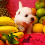 Cachorro de Menta Demerino entre frutas