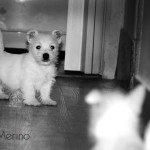 Cachorro de westie hijo de Menta Demerino, jugando en el pasillo