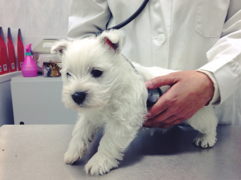 Cachorro Demerino con 45 días oscultado en el veterinario