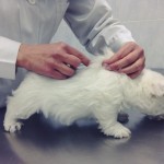 Cachorro de 45 días en su primera vacuna