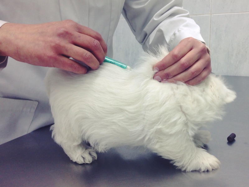 Cachorro Demerino de 45 días con su primera vacuna