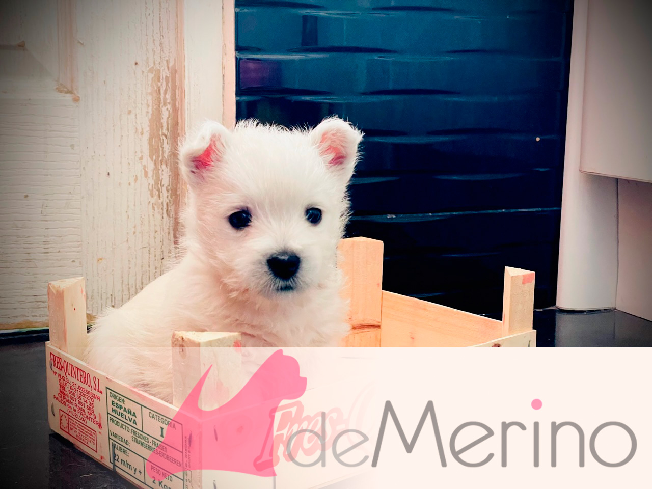Cachorro de Westies Demerino con mes y medio en la cocina, metido en una caja de fresas
