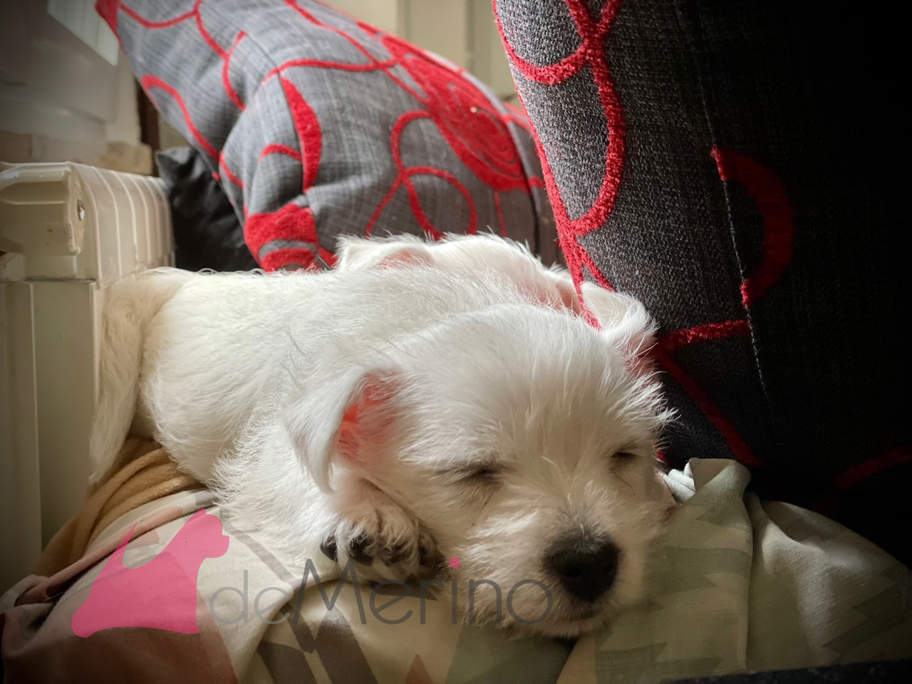 Cachorro westie Demerino durmiendo en el sofá