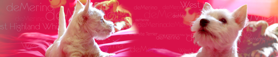 Westies Demerino - Westies Demerino: criadero familiar de West Highland White Terrier, cachorro westy, en Madrid. La mejor selección y garantías para tu westi