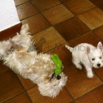 Lola y Yeyé jugando en el suelo