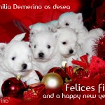 Los cachirros Demerino y familia os desean Felices fiestas and a happy new year 2013