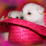 20130908-cachorros-kaka-be-a-star-005. Jugando con sombrero rosa