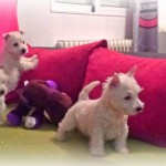 Cachorras de Imagine Demerino y Pequeño Saltamontes Demerino, jugando en el sofá