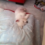 Tara - Oro Blanco Demerino, durmiendo en su cuna de cachorra