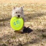 Westie Demerino jugando con el frisbee