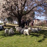 Floración de primavera con los Westies Demerino y otros amigos en Valladolid