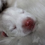 Cachorro de west highland white terrier descansando al regazo de su madre