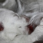 Cachorro de westies demerino con 4 días mamando