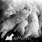 Vhella Demerino amamantando a sus cachorros con 10 días