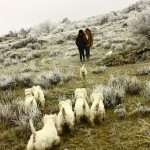 Paseo de westies Demerino y amigos por la sierra de Segovia, por la nieve