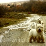 Paseo de westies Demerino y amigos por la sierra de Segovia