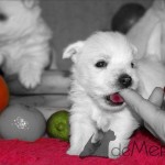 Cachorro de Menta Demerino entre frutas, jugando con el dedo de mamá