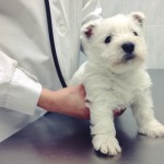 Cachorro de 45 días oscultado por su veterinario